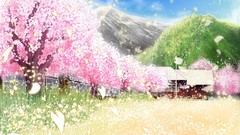 Grass sakura cherry blossoms scenic