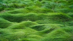 Grass Sea