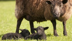 Grass sheep lambs baby animals