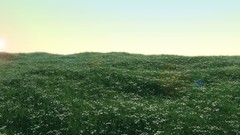 Grass shine Grassland