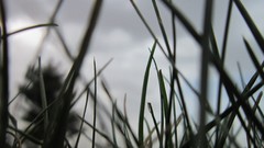 Grass skyscapes