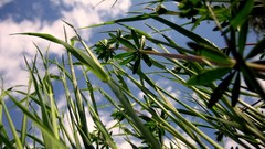 Grass skyscapes nature