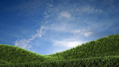 Grass skyscapes nature