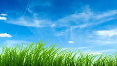 Grass skyscapes nature
