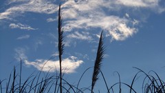 Grass skyscapes nature clouds