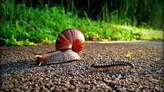 Grass snails insects low-angle shot molluscs