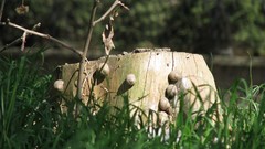 Grass snails tree stumps