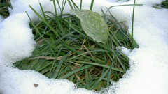 Grass snow