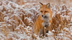 Grass snow Animals red foxes