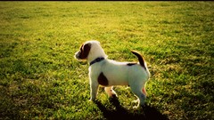 Grass snow Puppies Dogs terrier