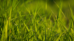 Grass spring can pack ythor