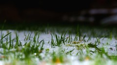 Grass spring frost depth