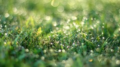 Grass summer Green bokeh