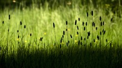 Grass summer Green countryside silhouettes fields shadows