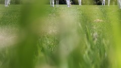 Grass summer Sports fields cricket