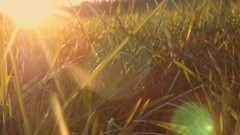 Grass sun