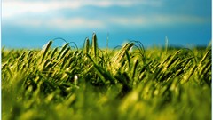 Grass sun clouds summer fields skies