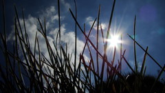 Grass sun day nature