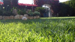 Grass sun Garden