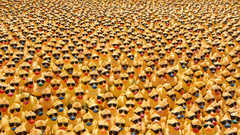 Grass sunglasses rubber ducks