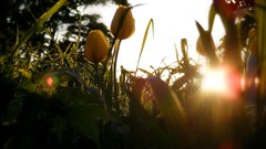 Grass sunlight sun flare