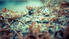 Grass Supernatural ground