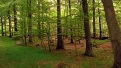 Grass sweden forests