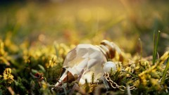 Grass tears Princess