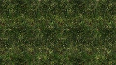 Grass Textures forests