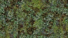 Grass Textures moss