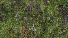 Grass Textures moss
