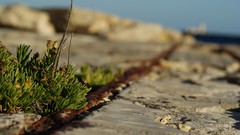 Grass track growth rocks tracks