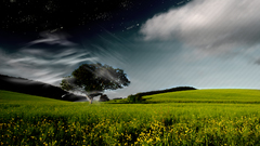 Grass tree Green question fields silly herebutcant