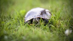 Grass turtles depth of field