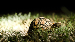 Grass turtles Reptiles
