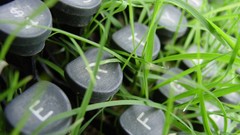 Grass typewriters