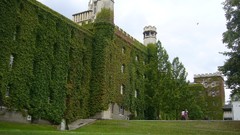 Grass United Kingdom buildings university cambridge ivy