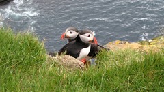 Grass water Birds puffin