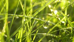 Grass water drop