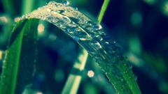Grass water drops