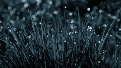 Grass water drops