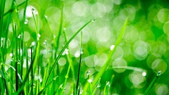 Grass water drops