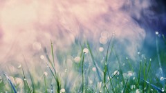 Grass water drops