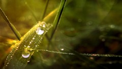 Grass water drops depth