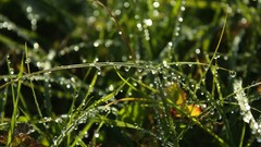 Grass water drops depth
