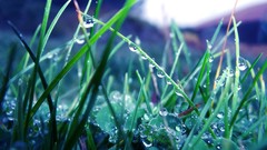 Grass water drops dew
