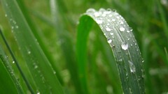 grass water drops leaves Plants