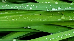 Grass water drops macro
