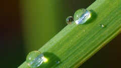 Grass water drops macro