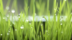 Grass water drops macro